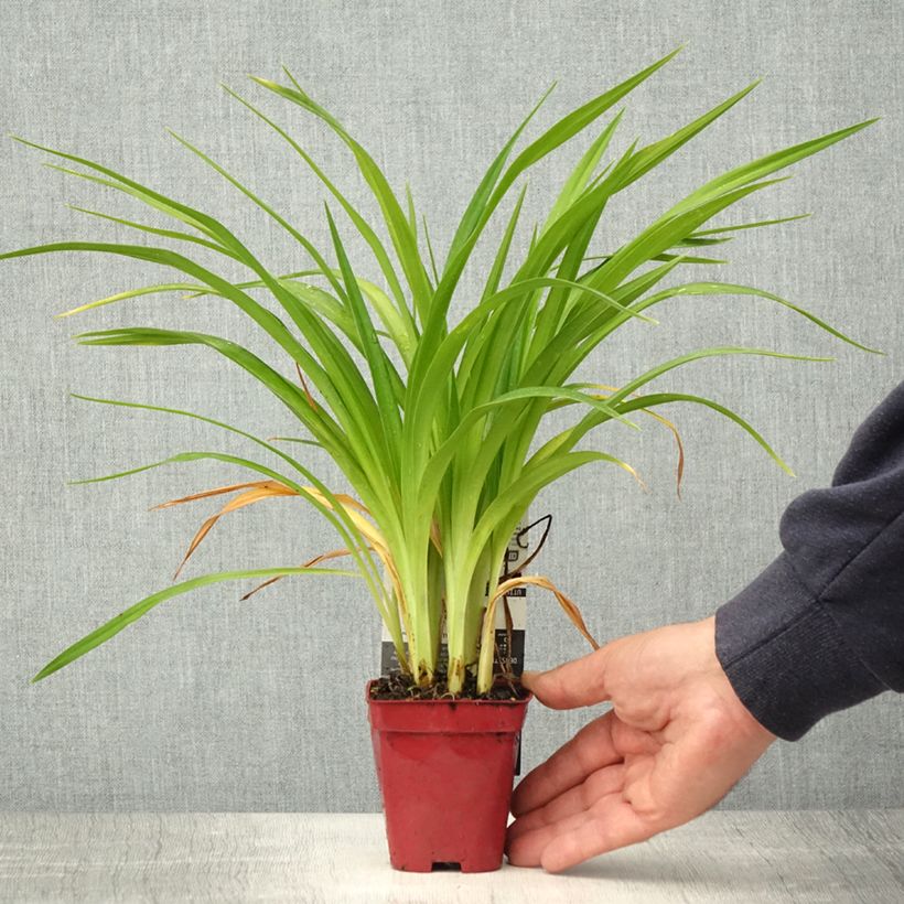 Exemplaar van Hemerocallis Chosen Love - Daglelie Kweekpotje van 8/9 cm zoals geleverd in de lente