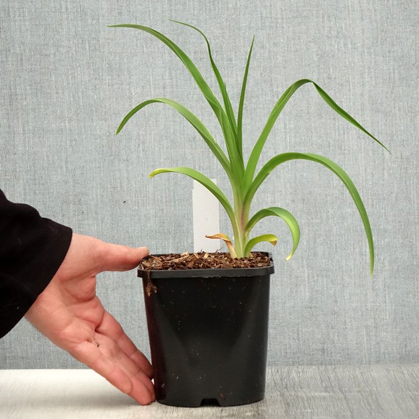 Example of Hemerocallis citrina - Daglelie Pot van 1,5 l/2 l as you get in printemps