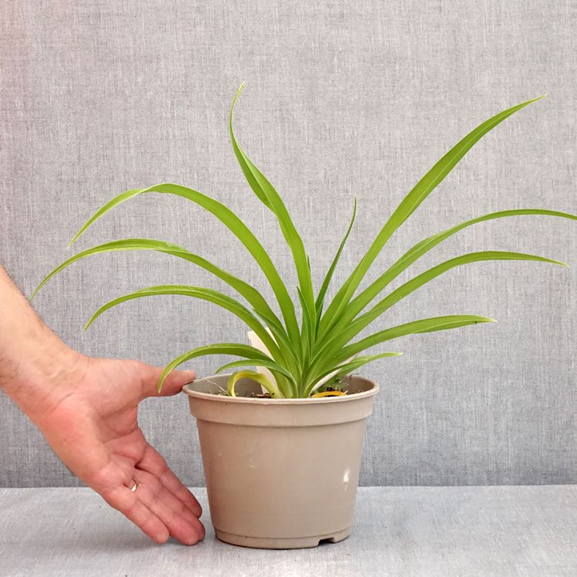 Example of Hémérocalle Condilla - Lis d'un Jour double, jaune foncé. Pot van 2 l/3 l as you get in printemps