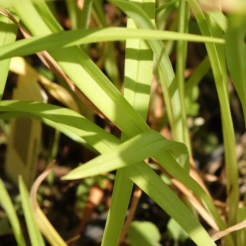 Hemerocallis Corky - Daglelie (Blad)