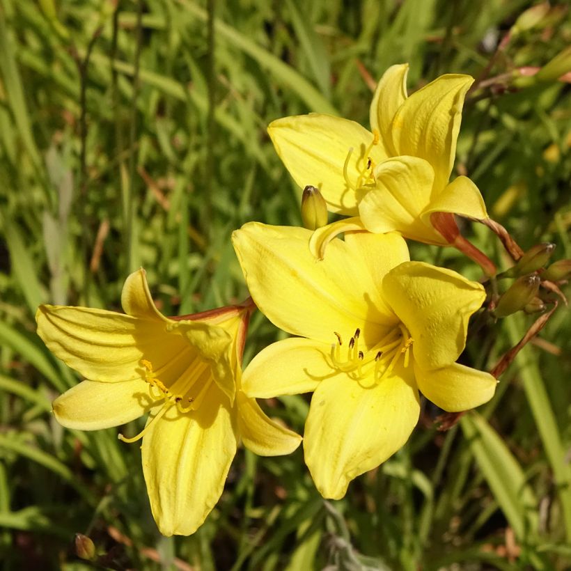 Hemerocallis Corky - Daglelie (Bloei)