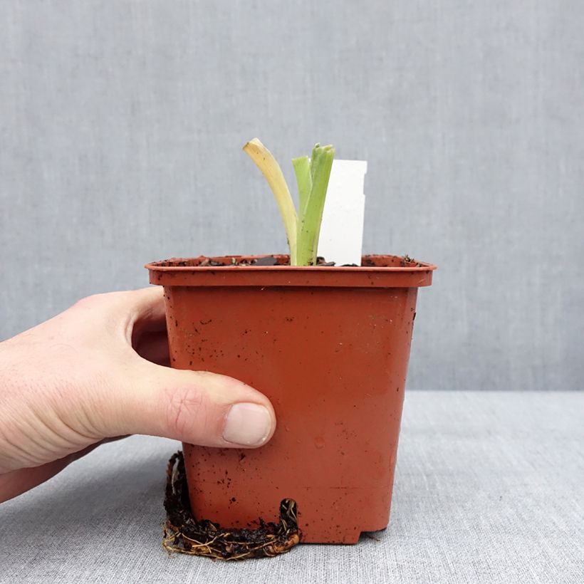 Example of Hémérocalle Daring Deception - Lis d'un jour Pot van 1 l/1,5 l as you get in hiver