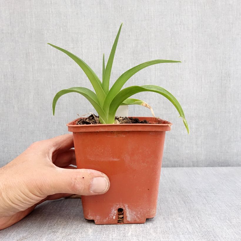 Exemplaar van Hemerocallis Daring Deception - Daglelie Pot van 1 l/1,5 l zoals geleverd in de lente