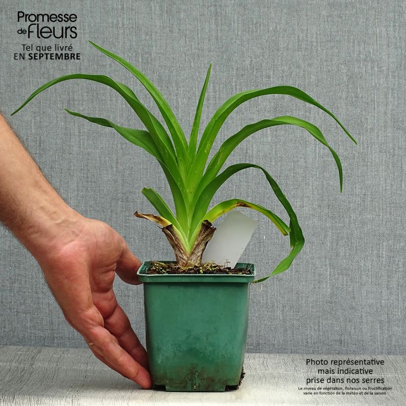 Exemplaar van Hemerocallis Daring Dilemma - Daglelie Pot van 1 l/1,5 l zoals geleverd in de herfst