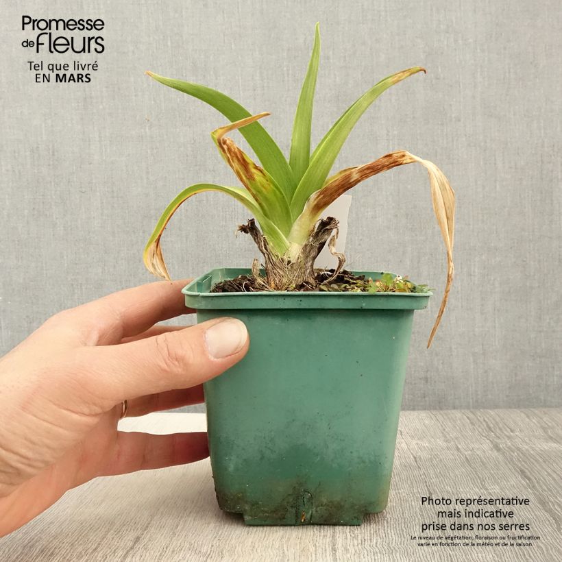 Exemplaar van Hemerocallis Daring Dilemma - Daglelie Pot van 1 l/1,5 l zoals geleverd in de lente