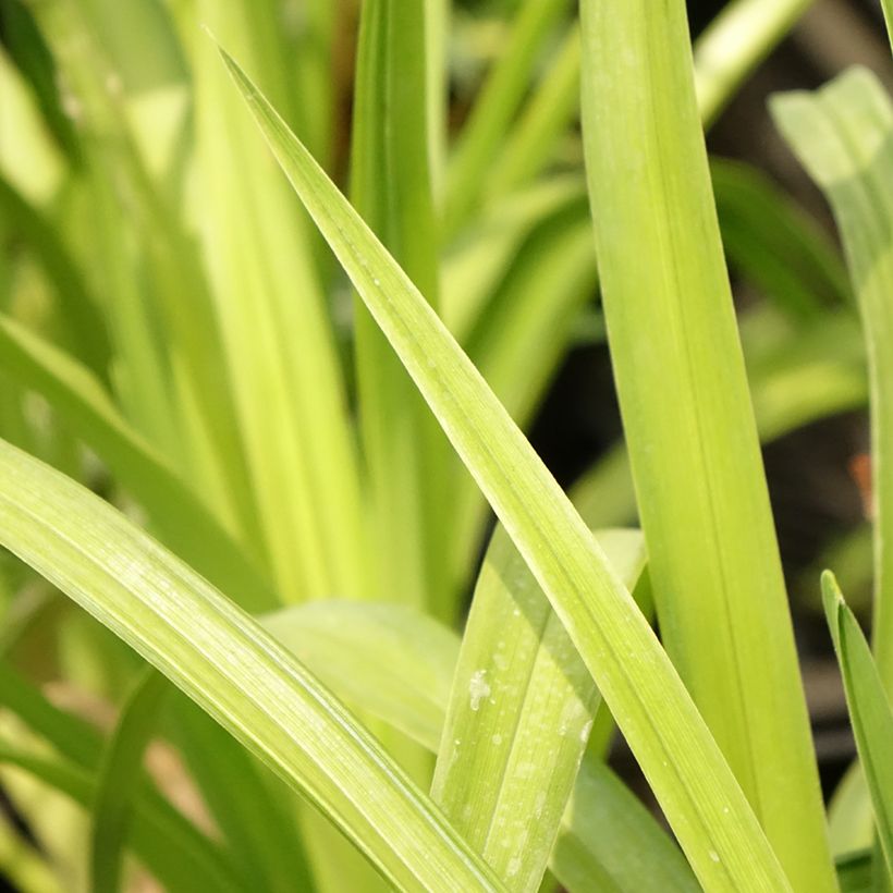 Hemerocallis Destined to See - Daglelie (Blad)