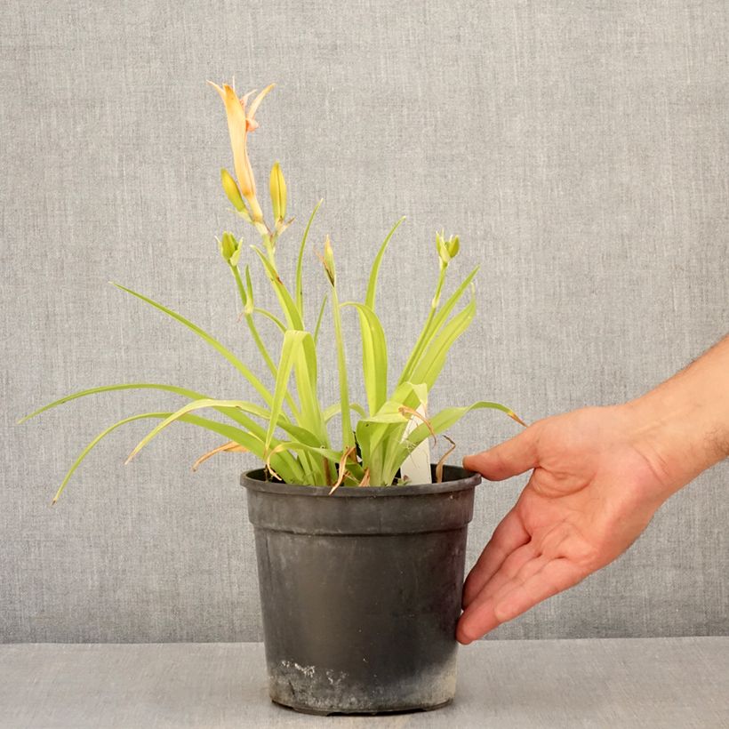 Exemplaar van Hemerocallis Double Dream - Daglelie Pot van 2 l/3 l zoals geleverd in de zomer