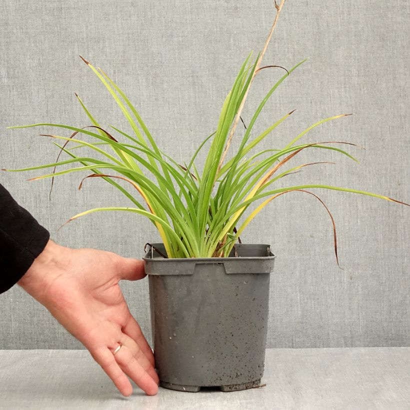 Exemplaar van Hemerocallis Double River Wye - Daglelie Pot van 2 l/3 l zoals geleverd in de herfst