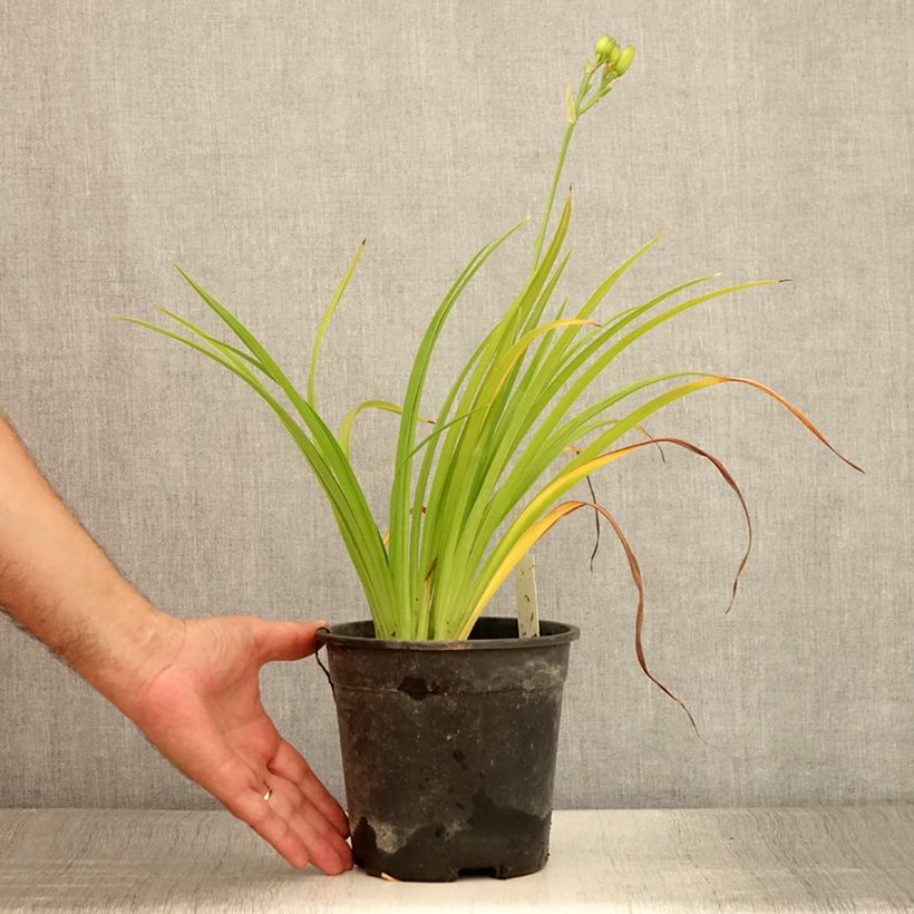 Exemplaar van Hemerocallis Double River Wye - Daglelie Pot van 2 l/3 l zoals geleverd in de zomer
