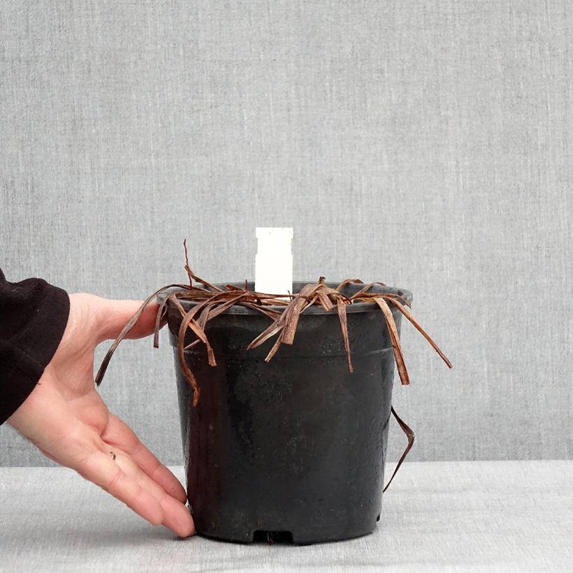 Example of Hémérocalle Double River Wye - Lis d'un jour jaune citron Pot van 2 l/3 l as you get in hiver