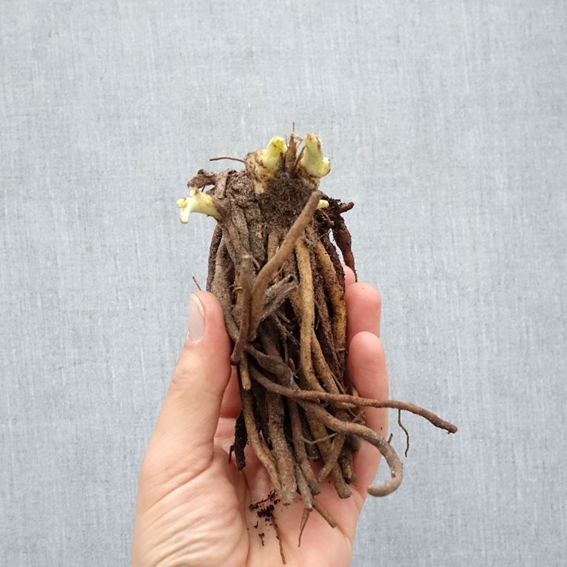 Example of Hémérocalle Double River Wye - Lis d'un jour jaune citron Naakte wortel as you get in hiver