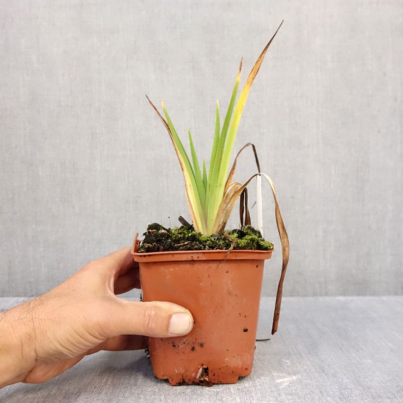 Exemplaar van Hemerocallis Dream Legacy - Daglelie Pot van 1 l/1,5 l zoals geleverd in de herfst