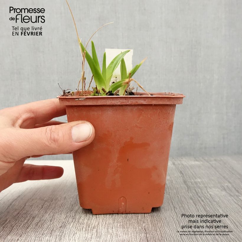 Example of Hémérocalle Dream Legacy - Lis d'un jour Pot van 1 l/1,5 l as you get in hiver