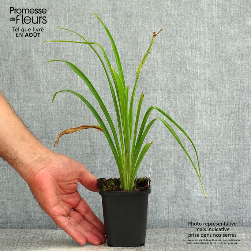 Exemplaar van Hemerocallis Ed Murray - Daglelie Kweekpotje van 8/9 cm zoals geleverd in de zomer