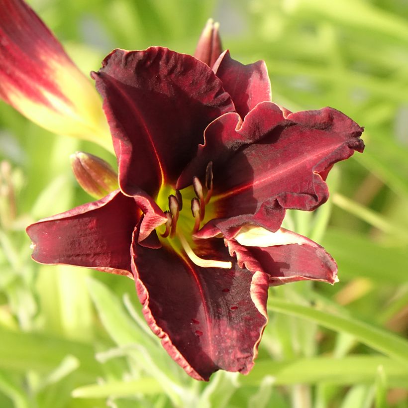 Hemerocallis Ed Murray - Daglelie (Bloei)