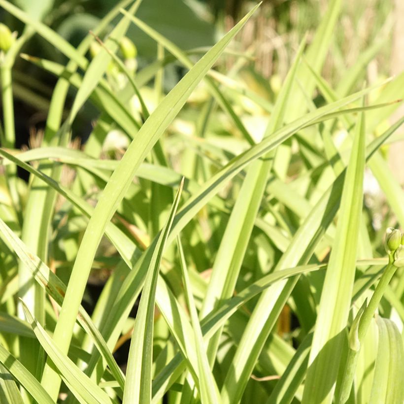 Hemerocallis El Desperado - Daglelie (Blad)