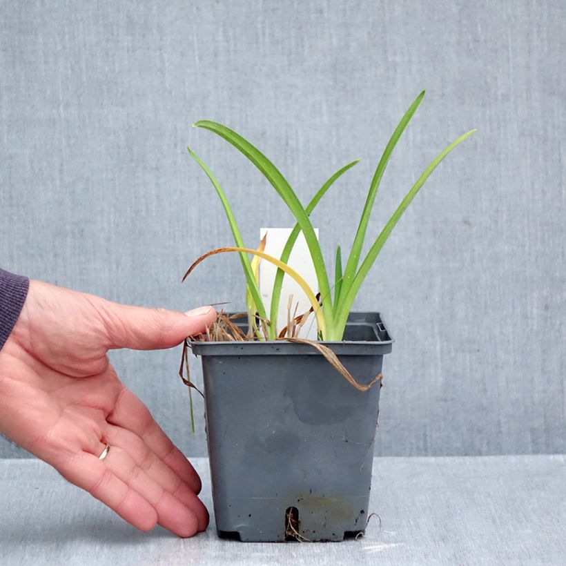 Exemplaar van Hemerocallis Enchanted Forest - Daglelie Pot van 1 l/1,5 l zoals geleverd in de herfst