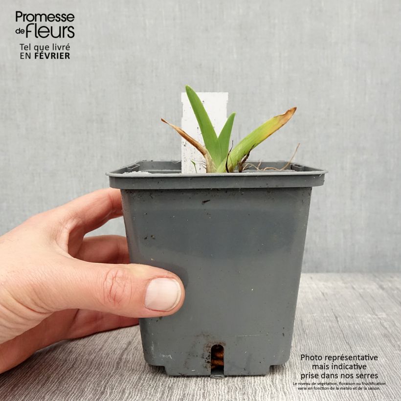 Example of Hémérocalle Enchanted Forest - Lis d'un jour Pot van 1 l/1,5 l as you get in hiver