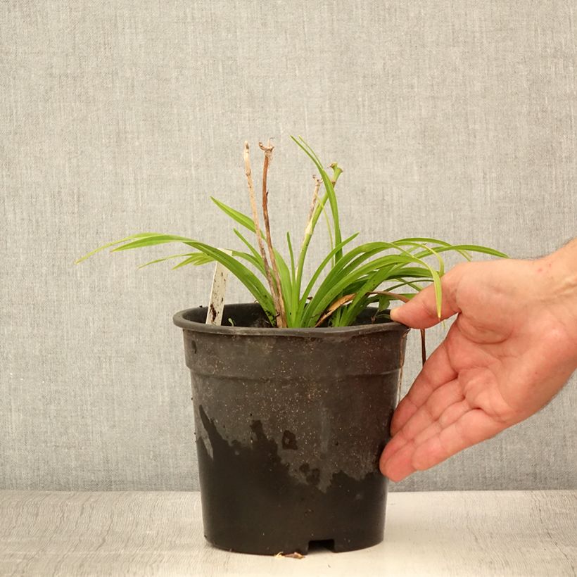 Exemplaar van Hemerocallis Everydaylily Bronze - Daglelie Pot van 2 l/3 l zoals geleverd in de zomer