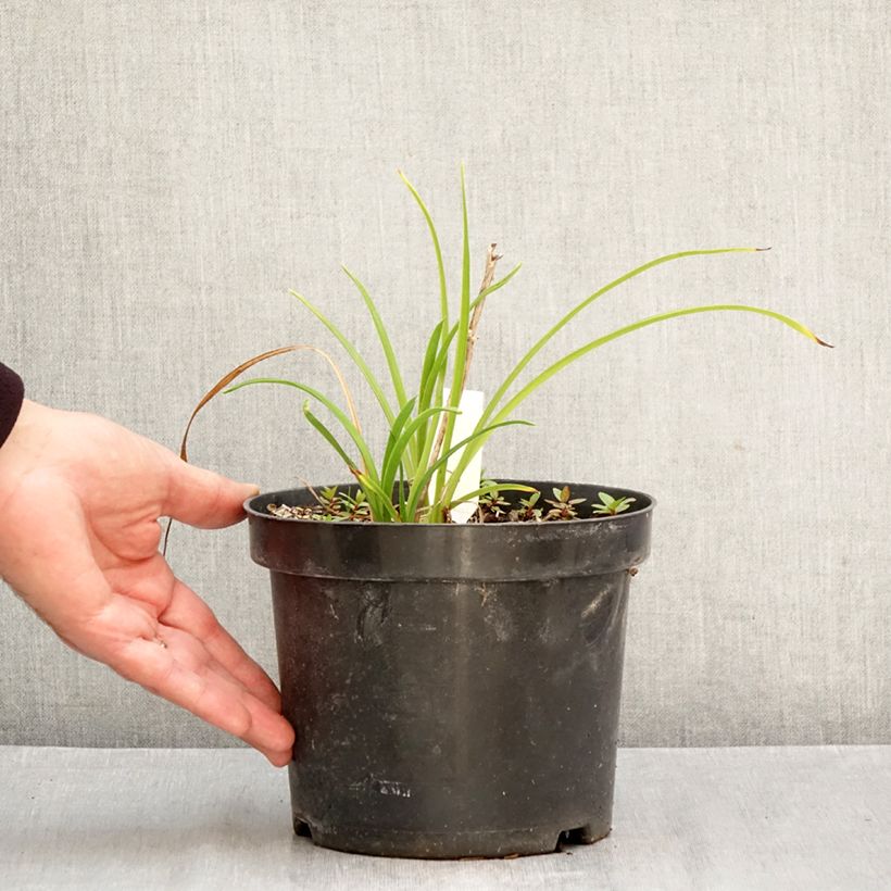 Exemplaar van Hemerocallis Everydaylily Cerise - Daglelie Pot van 2 l/3 l zoals geleverd in de herfst