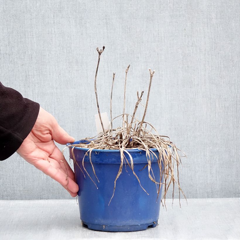 Example of Hémérocalle Everydaylily Cerise - Lis d'un jour Pot van 2 l/3 l as you get in hiver