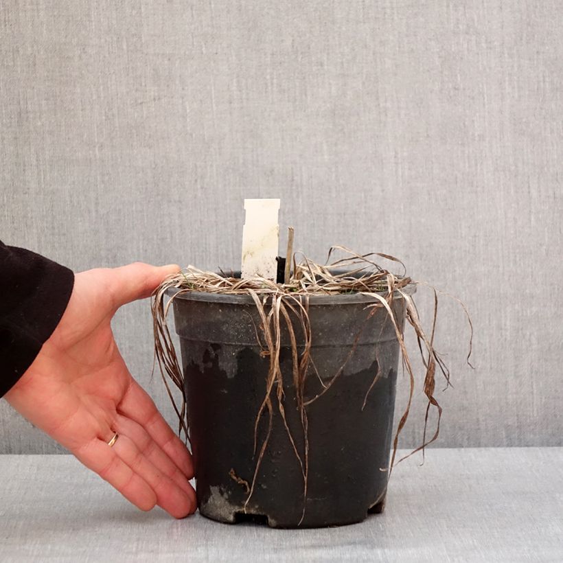 Example of Hémérocalle Everydaylily Punch Yellow - Lis d'un jour Pot van 2 l/3 l as you get in hiver