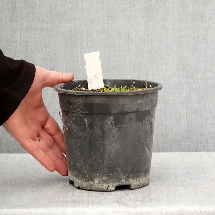 Exemplaar van Hemerocallis Everydaylily Punch Yellow - Daglelie Pot van 2 l/3 l zoals geleverd in de lente