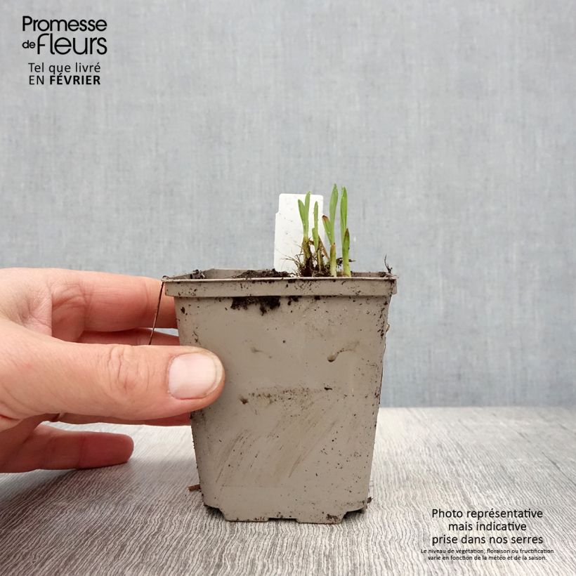 Example of Hémérocalle Everydaylily Red Ribs - Lis d'un jour Kweekpotje van 8/9 cm as you get in hiver