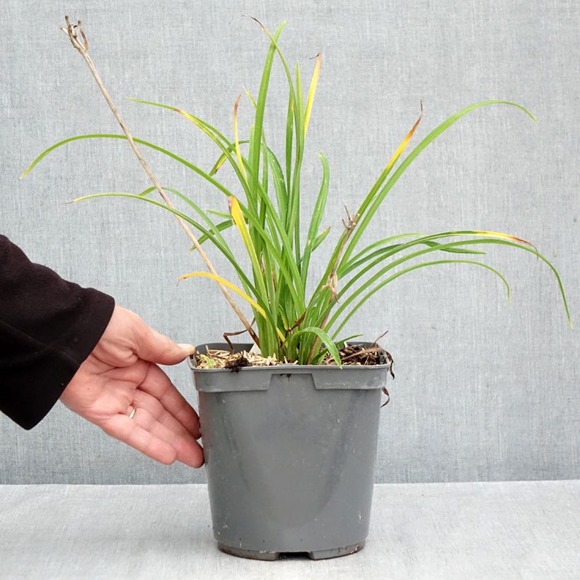 Exemplaar van Hemerocallis Everydaylily Red Ribs - Daglelie Pot van 2 l/3 l zoals geleverd in de herfst