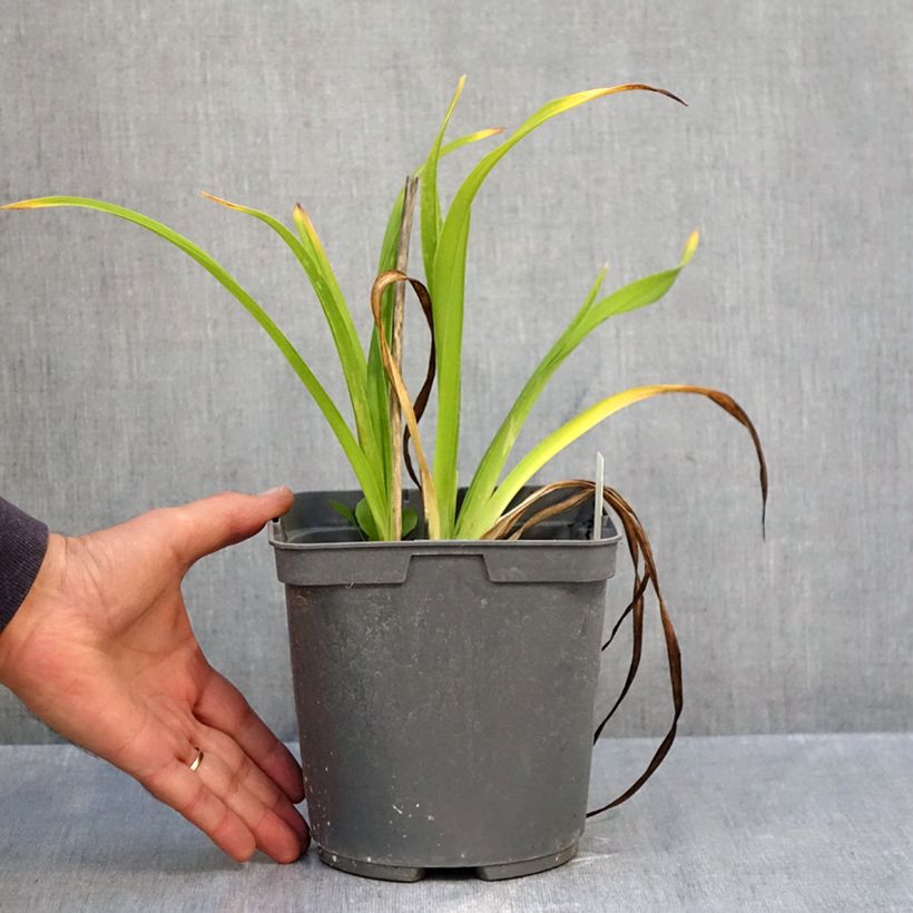 Exemplaar van Hemerocallis Exotic Treasure - Daglelie Pot van 1 l/1,5 l zoals geleverd in de herfst