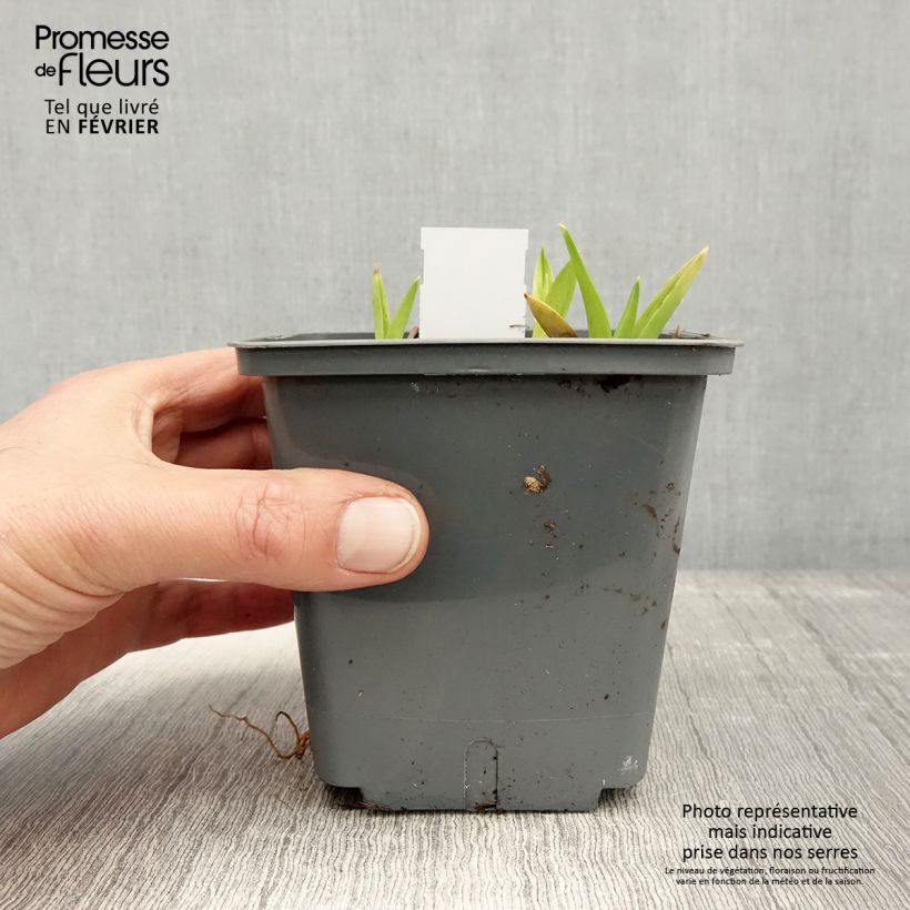 Example of Hémérocalle Exotic Treasure - Lis d'un jour Pot van 1 l/1,5 l as you get in hiver