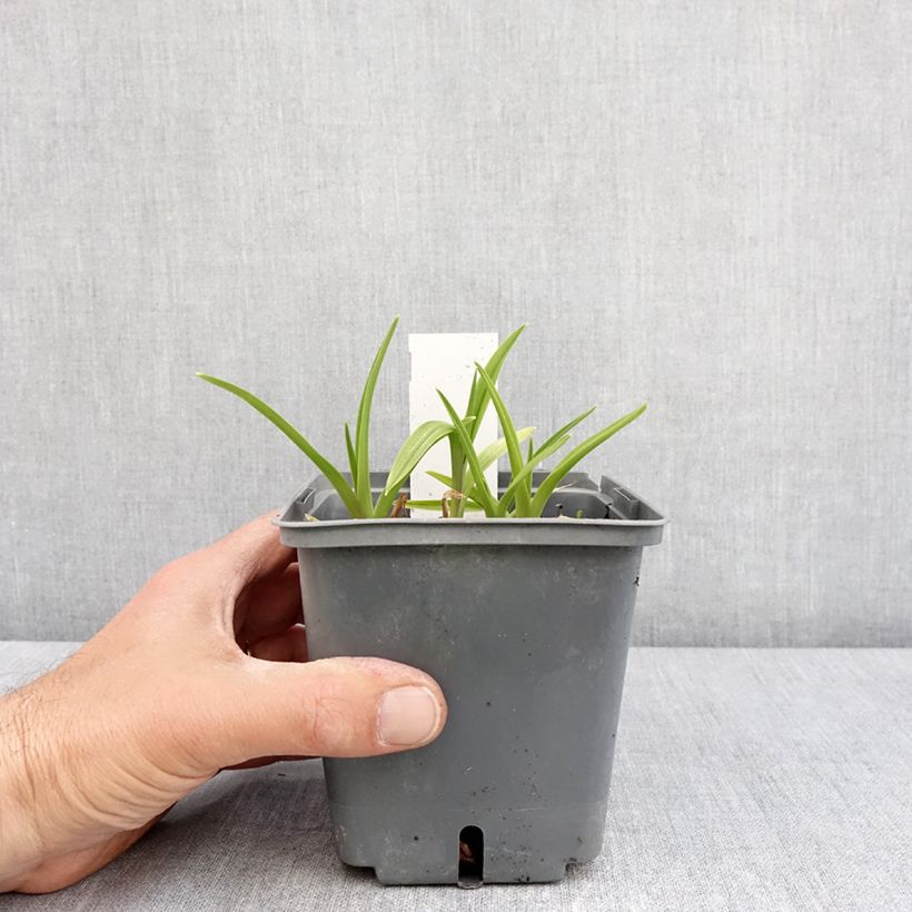 Exemplaar van Hemerocallis Exotic Treasure - Daglelie Pot van 1 l/1,5 l zoals geleverd in de lente