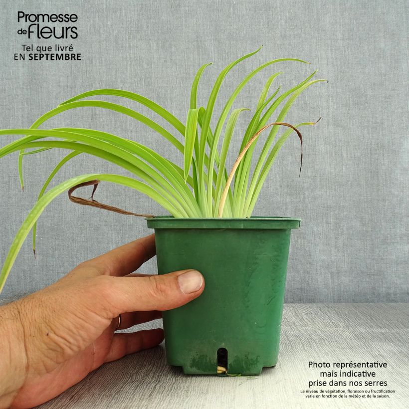 Exemplaar van Hemerocallis Eyed Beauty - Daglelie Pot van 1 l/1,5 l zoals geleverd in de zomer