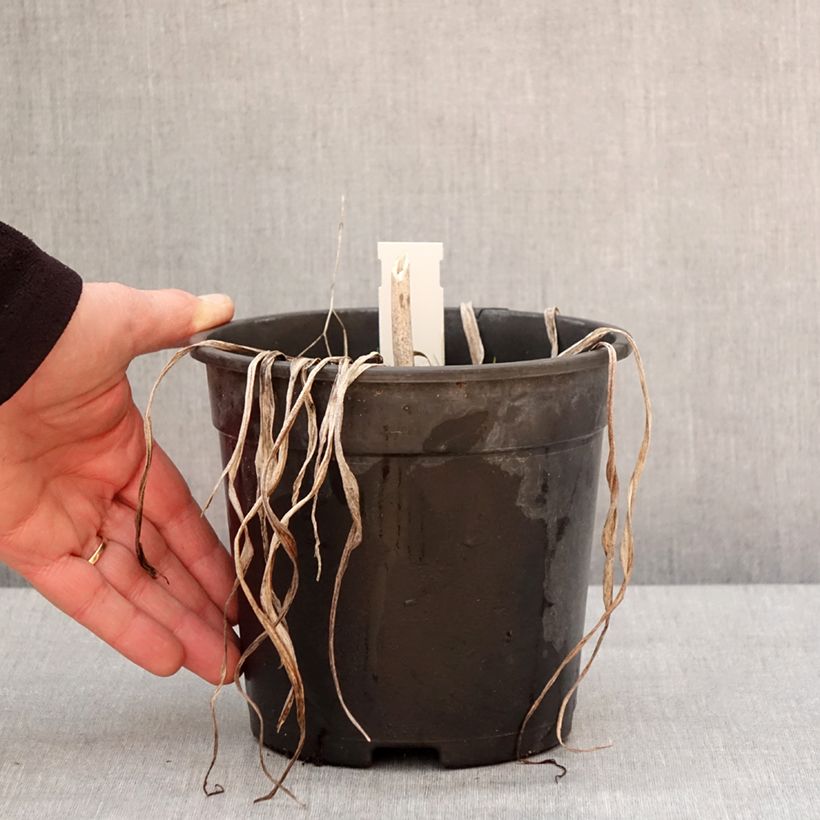 Example of Hémérocalle Final Touch - Lis d'un jour rose carmin à centre vert Pot van 2 l/3 l as you get in hiver