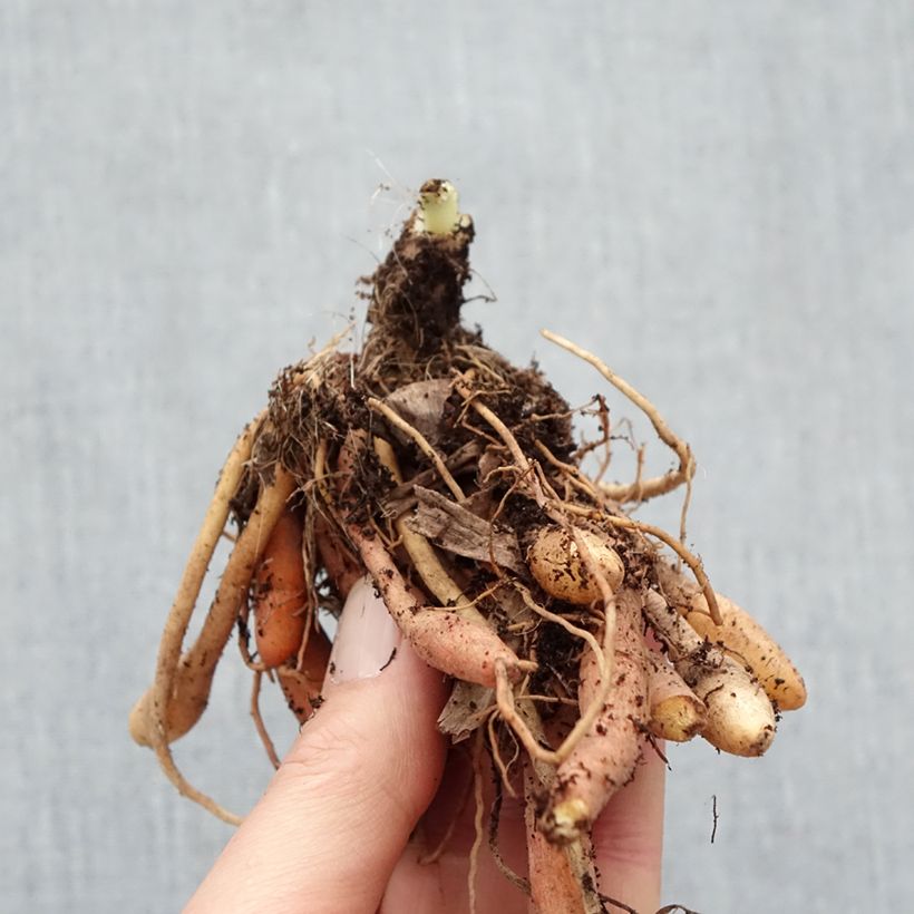 Example of Hémérocalle Final Touch - Lis d'un jour rose carmin à centre vert Naakte wortel as you get in hiver