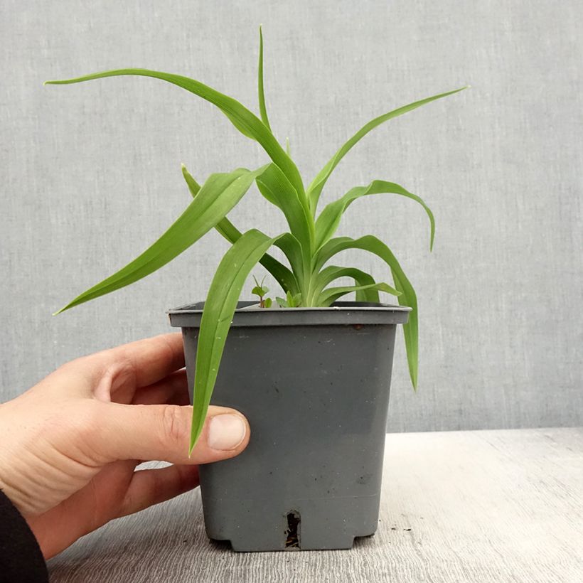 Exemplaar van Hemerocallis Flight of The Dragon - Daglelie Pot van 1 l/1,5 l zoals geleverd in de lente