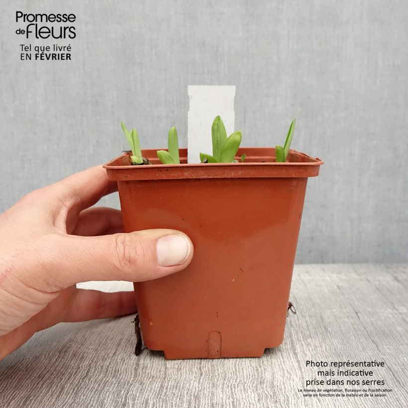 Example of Hémérocalle Fooled Me - Lis d'un jour Pot van 1 l/1,5 l as you get in hiver