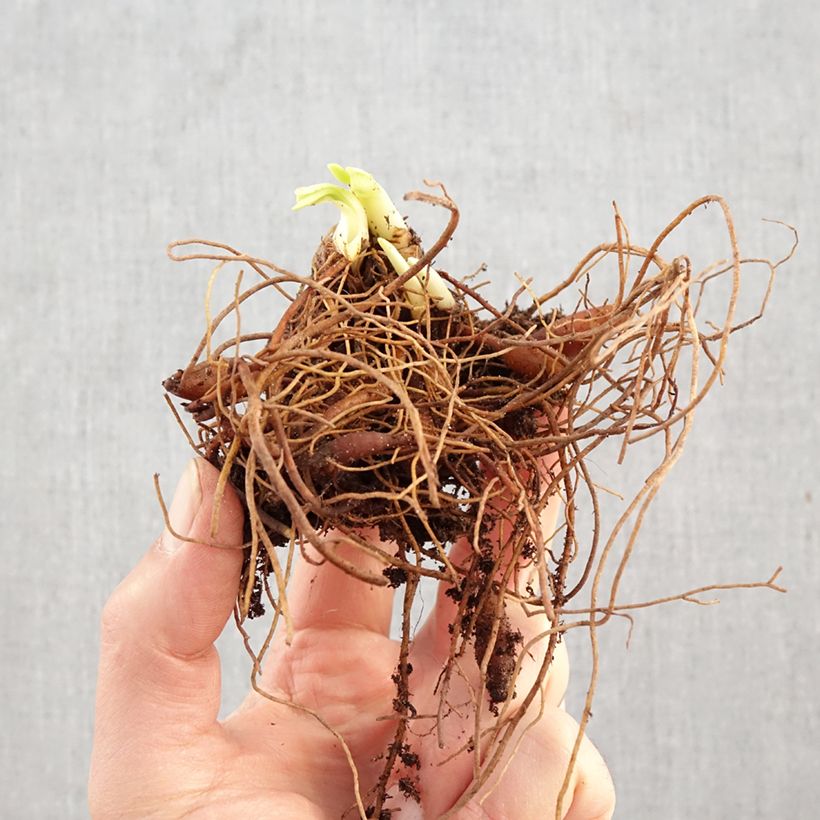 Exemplaar van Hemerocallis Fooled Me - Daglelie Naakte wortel zoals geleverd in de winter