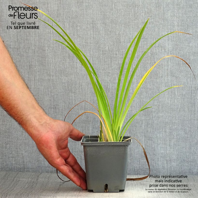 Exemplaar van Hemerocallis Forty Second Street - Daglelie Pot van 1 l/1,5 l zoals geleverd in de zomer