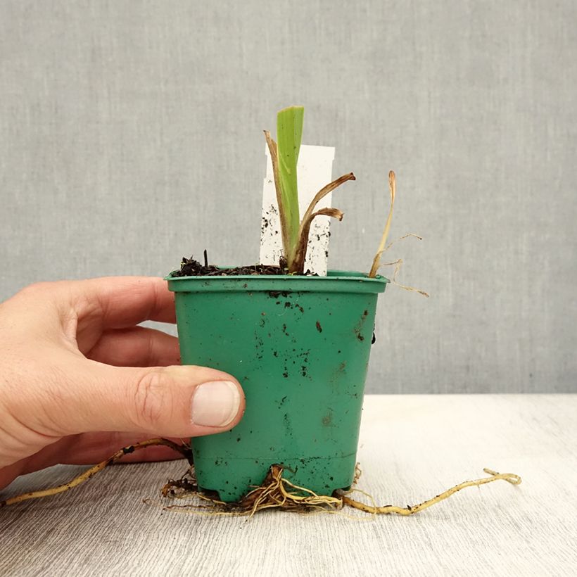 Exemplaar van Hemerocallis fulva - Bruine daglelie Kweekpotje van 8/9 cm zoals geleverd in de herfst