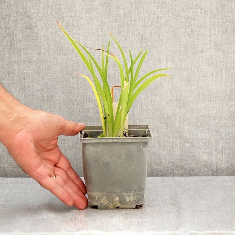 Exemplaar van Hemerocallis Graces of Ganymede - Daglelie Pot van 1 l/1,5 l zoals geleverd in de zomer