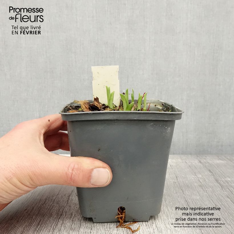 Example of Hémérocalle Graces of Ganymede - Lis d'un jour Pot van 1 l/1,5 l as you get in hiver