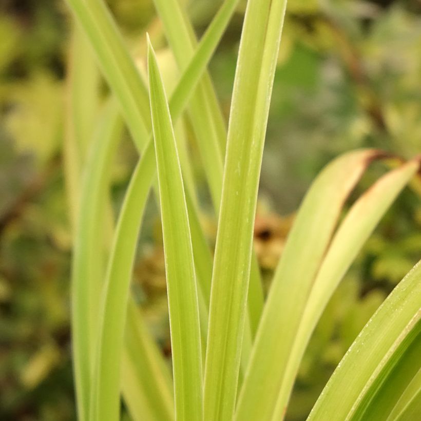 Hemerocallis Graces of Ganymede - Daglelie (Blad)