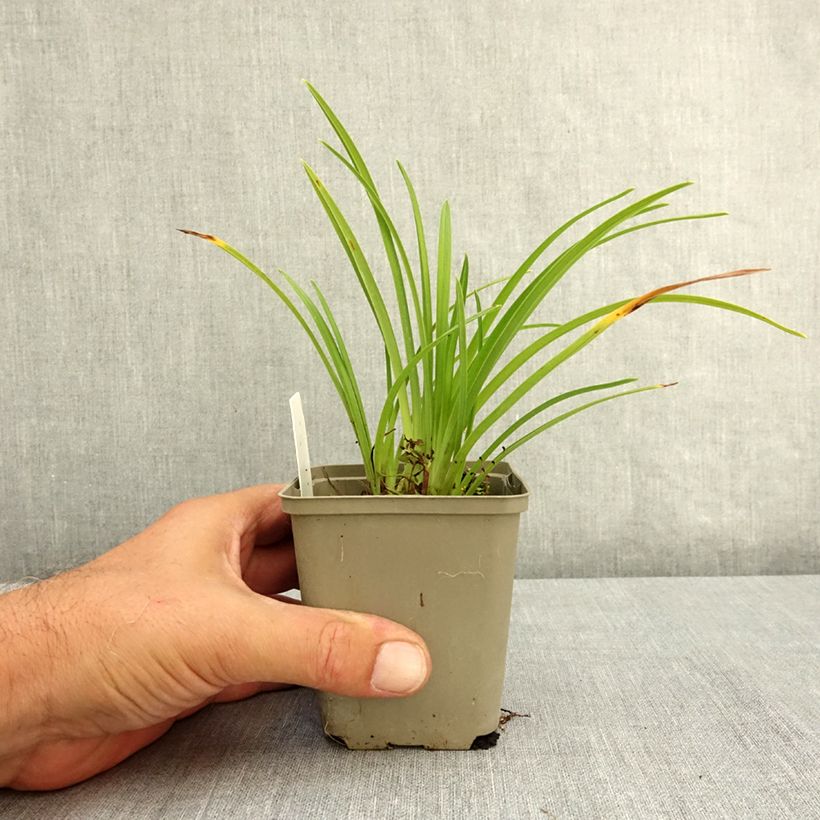 Exemplaar van Hemerocallis Grape Velvet - Daglelie Kweekpotje van 8/9 cm zoals geleverd in de zomer