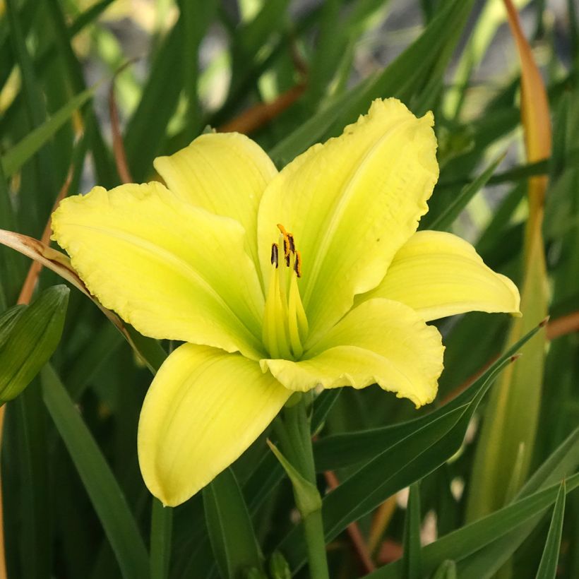 Hemerocallis Green Flutter - Daglelie (Bloei)