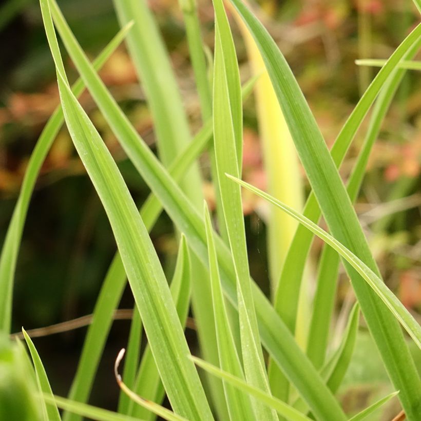 Hemerocallis Green Flutter - Daglelie (Blad)