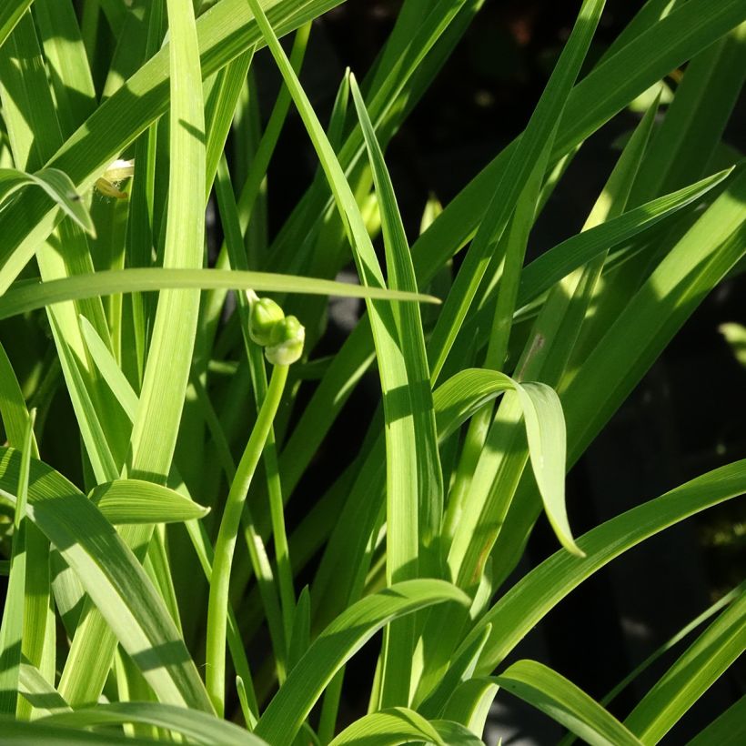 Hemerocallis Happy Returns - Daglelie (Blad)