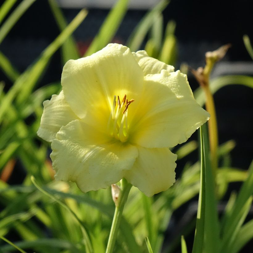 Hemerocallis Happy Returns - Daglelie (Bloei)