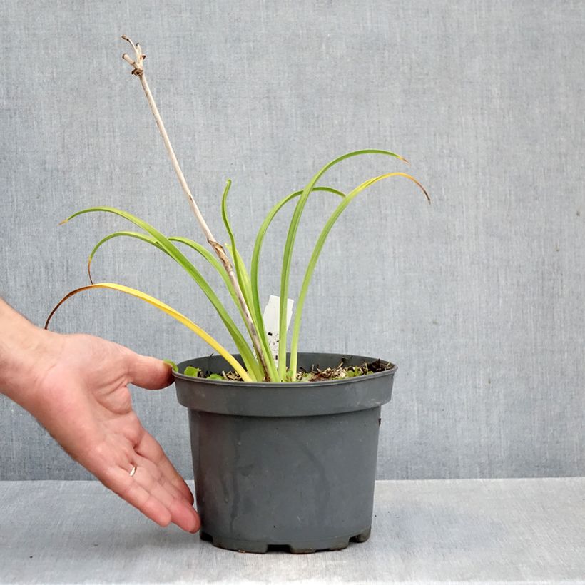 Exemplaar van Hemerocallis Happy Returns - Daglelie Pot van 2 l/3 l zoals geleverd in de herfst