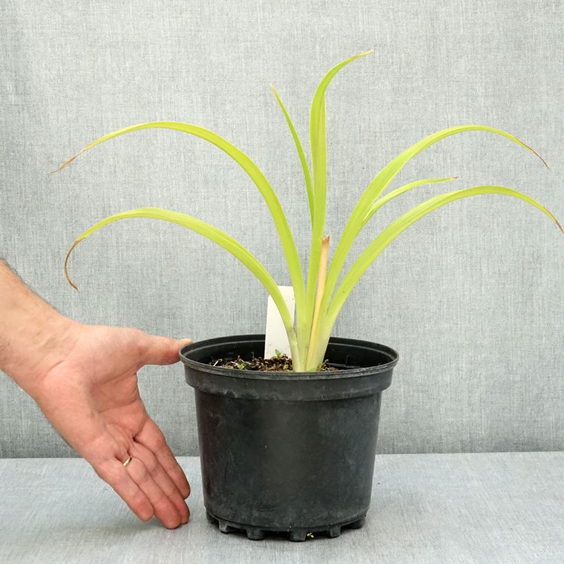 Exemplaar van Hémérocalle Happy Returns - Lis d'un jour jaune citron Pot de 2L/3L zoals geleverd in de zomer